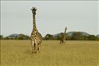 13 Serengeti Scene